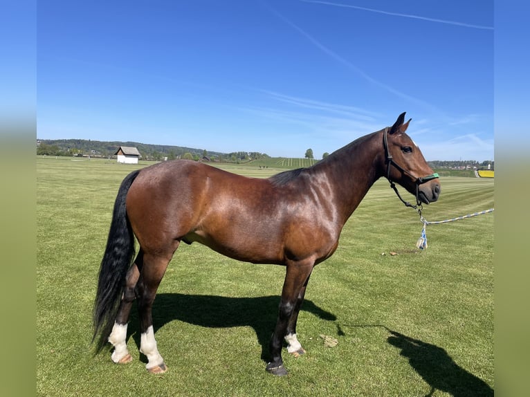 Kuc polo Wałach 7 lat 152 cm Gniada in Seuzach