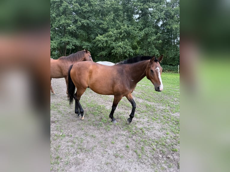 Kuc polo Wałach 8 lat 158 cm Gniada in Quitzdorf am See OT Petershain