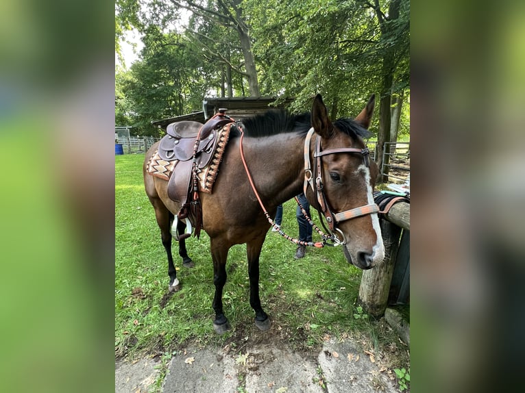 Kuc polo Wałach 8 lat 158 cm Gniada in Quitzdorf am See OT Petershain