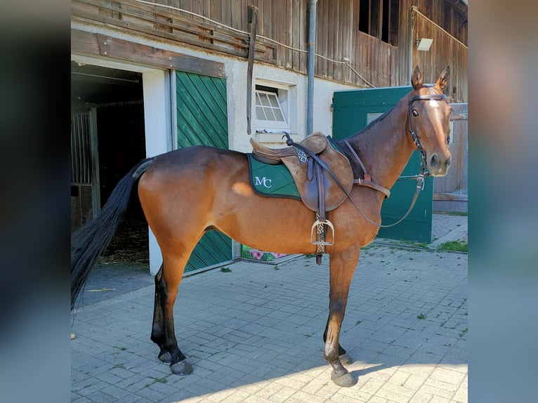 Kuc polo Wałach 15 lat 155 cm Gniada in Hettlingen