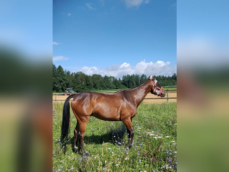 Kuc polo Wałach 15 lat 155 cm Gniada in Hettlingen