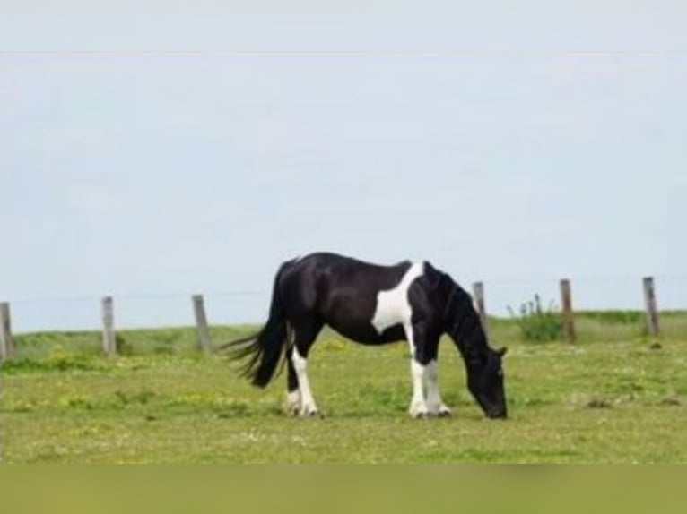 Kuc Pottok Mix Klacz 17 lat 135 cm Tobiano wszelkich maści in Luzarches