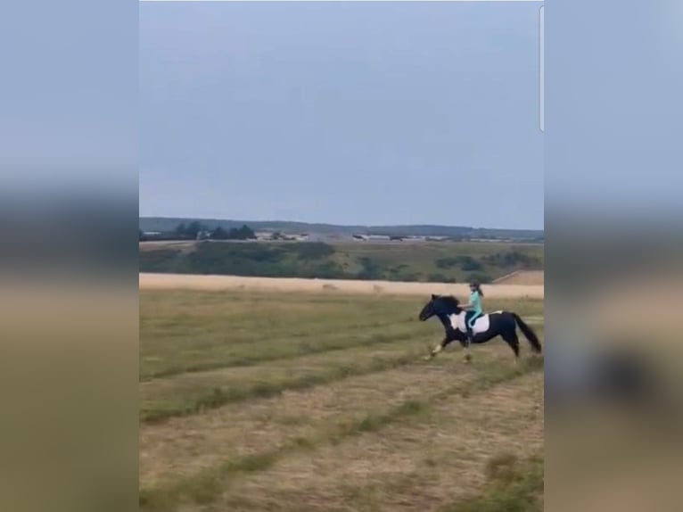 Kuc Pottok Mix Klacz 17 lat 135 cm Tobiano wszelkich maści in Luzarches