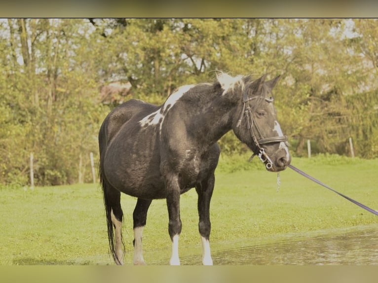 Kuc Pottok Klacz 21 lat 135 cm Srokata in Ebersheim