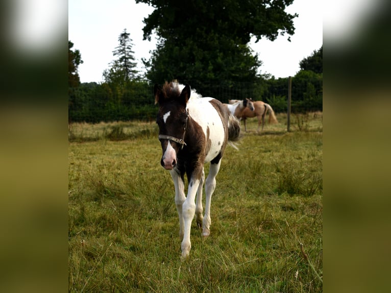 Kuc Pottok Klacz Źrebak (05/2025) Tobiano wszelkich maści in Bricquebec-en-Cotentin