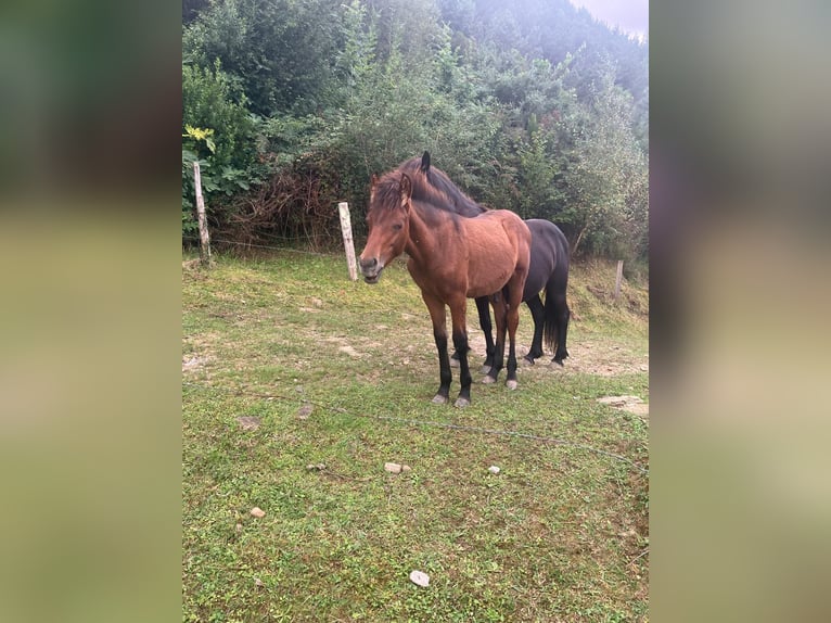 Kuc Pottok Ogier Źrebak (04/2024) in Orio