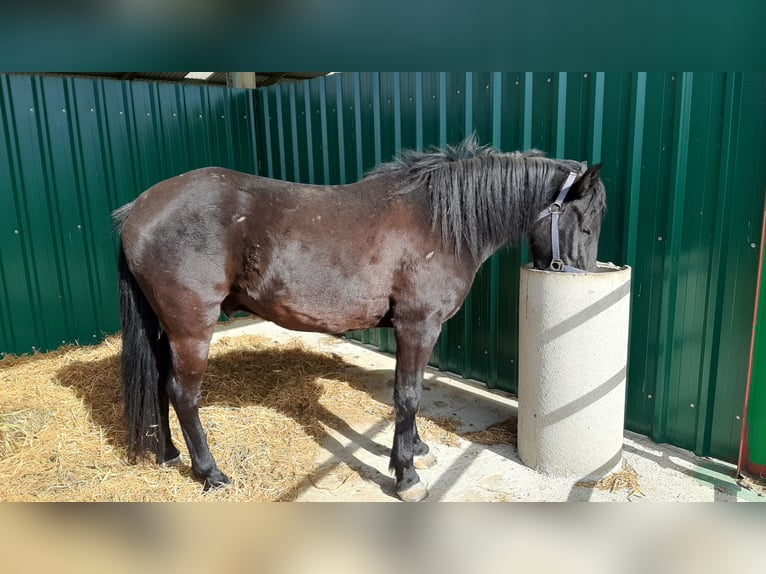 Kuc Pottok Wałach 5 lat 133 cm Kara in Salvatierra