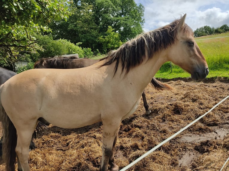 Kuc Sorraia Wałach 14 lat 145 cm Grullo in Marpingen