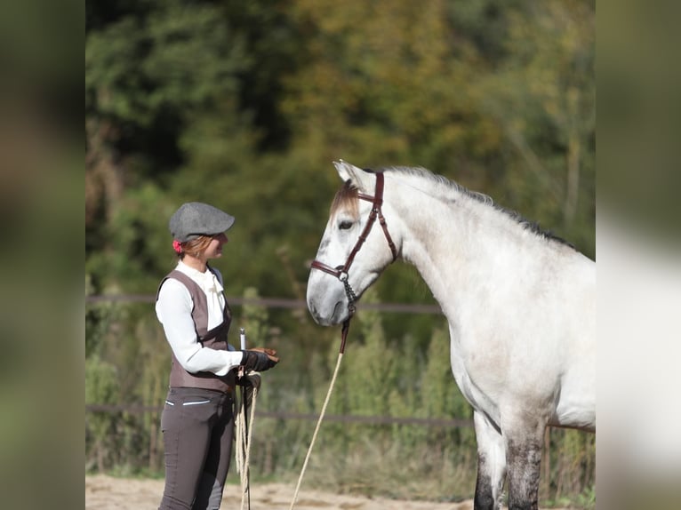 Kuc Sorraia Mix Wałach 3 lat 153 cm Formy Brown Falb in Vollore-Montagne