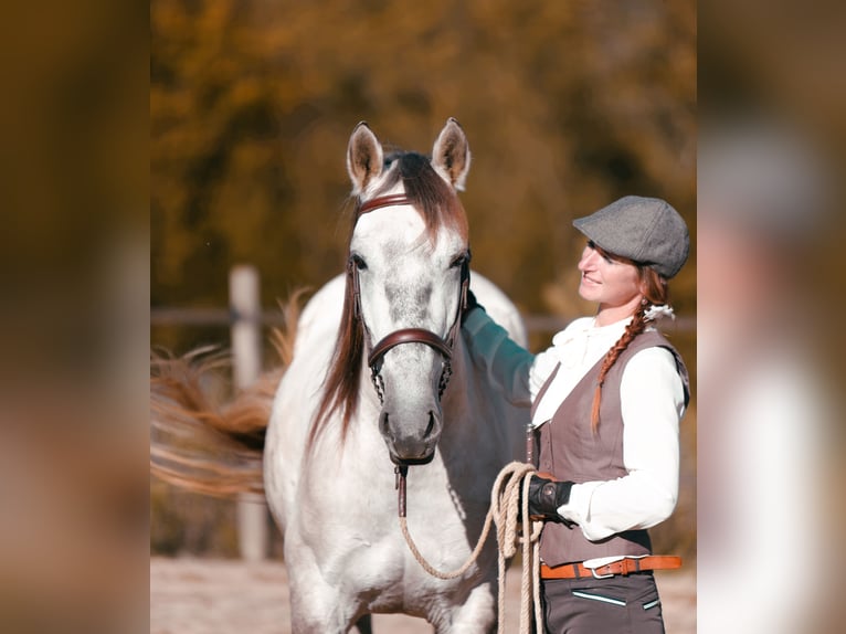 Kuc Sorraia Mix Wałach 3 lat 153 cm Formy Brown Falb in Vollore-Montagne