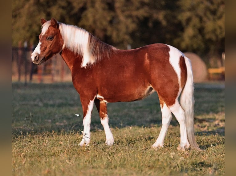 Kuc walijski partbred Mix Klacz 10 lat 107 cm Srokata in Weatherford