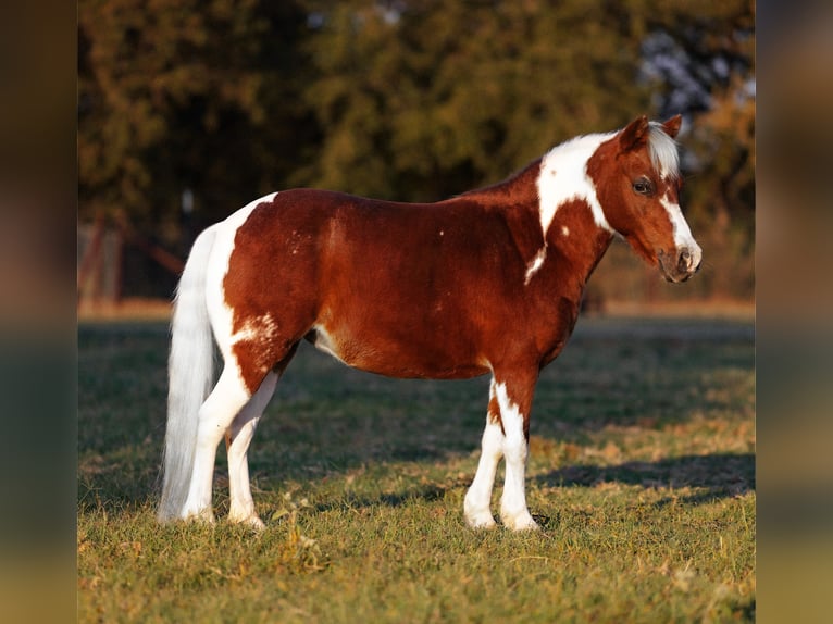 Kuc walijski partbred Mix Klacz 10 lat 107 cm Srokata in Weatherford