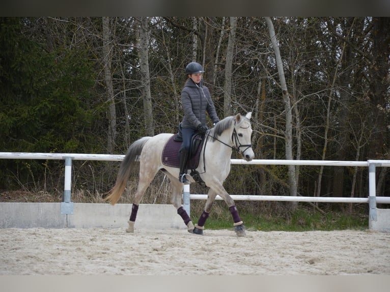 Kuc walijski partbred Klacz 12 lat 142 cm Siwa in Heidenreichstein