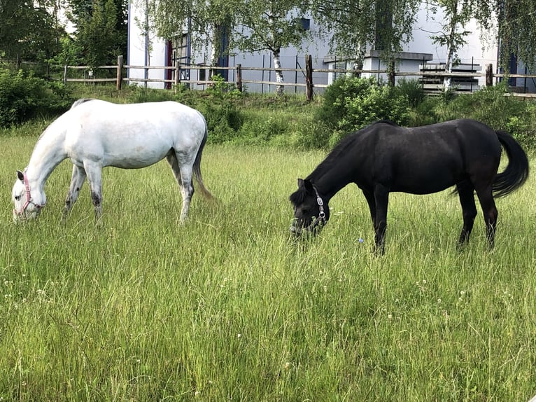 Kuc walijski partbred Klacz 12 lat 142 cm Siwa in Heidenreichstein