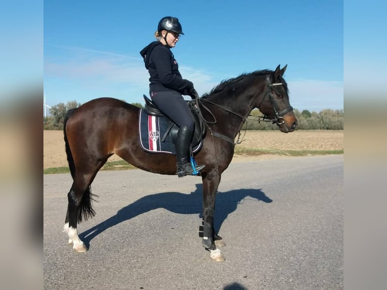 Kuc walijski partbred Klacz 12 lat 158 cm Gniada in Kalkar