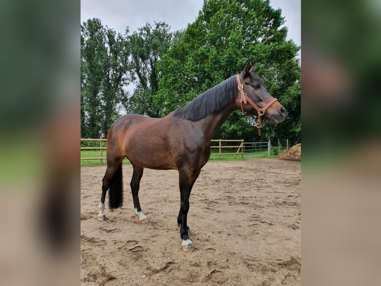 Kuc walijski partbred Klacz 12 lat 158 cm Gniada in Kalkar