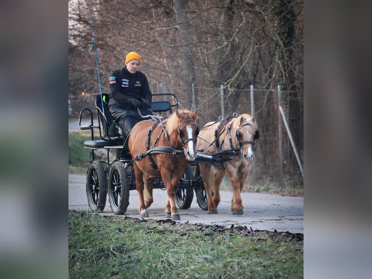 Kuc walijski partbred Mix Klacz 13 lat 130 cm Ciemnokasztanowata in Pápa