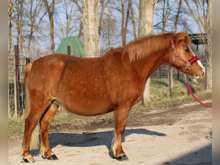 Kuc walijski partbred Mix Klacz 13 lat 130 cm Ciemnokasztanowata in Pápa