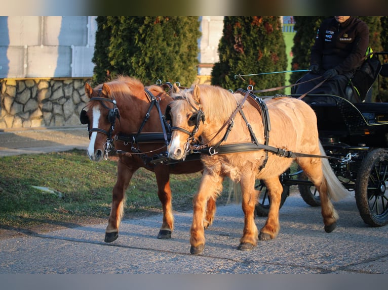 Kuc walijski partbred Mix Klacz 13 lat 130 cm Ciemnokasztanowata in Pápa