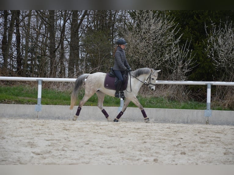 Kuc walijski partbred Klacz 13 lat 142 cm Siwa in Heidenreichstein