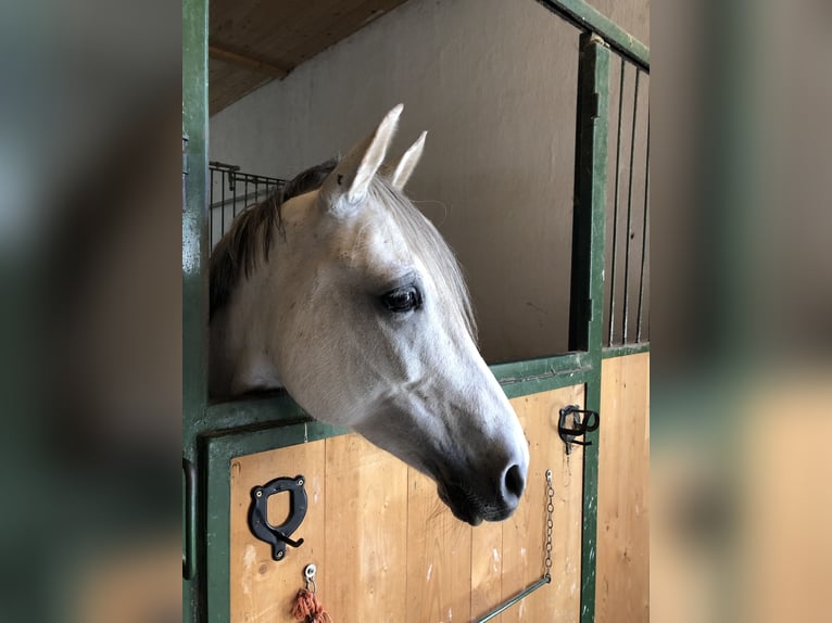 Kuc walijski partbred Klacz 13 lat 142 cm Siwa in Heidenreichstein