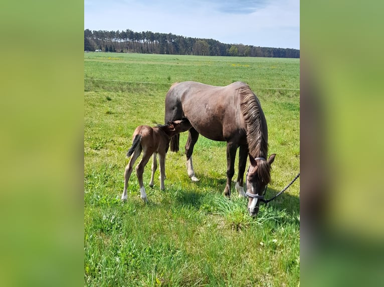 Kuc walijski partbred Klacz 13 lat 145 cm Ciemnokasztanowata in Wusterwitz