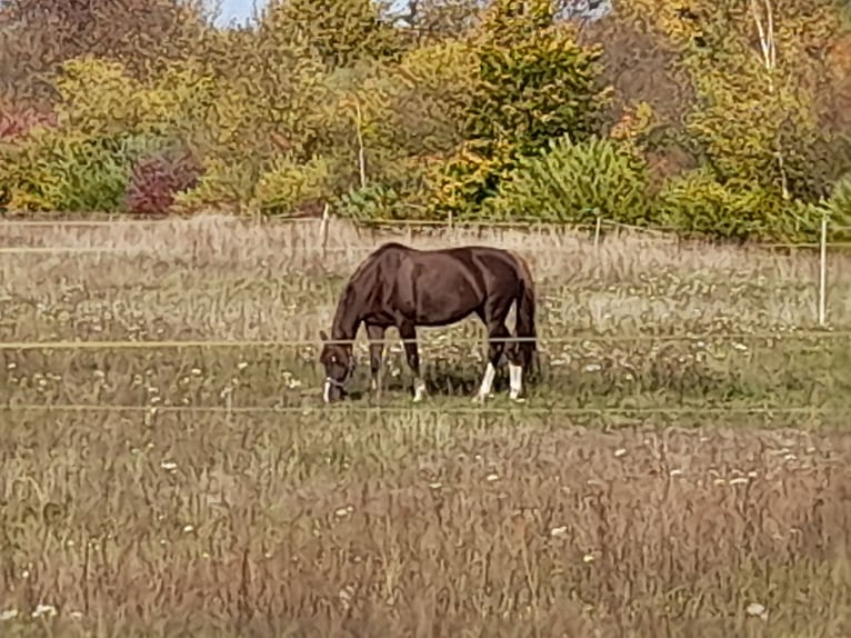 Kuc walijski partbred Klacz 13 lat 145 cm Ciemnokasztanowata in Wusterwitz