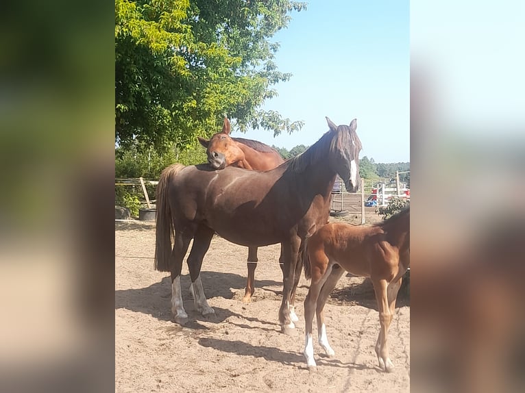 Kuc walijski partbred Klacz 13 lat 145 cm Ciemnokasztanowata in Wusterwitz