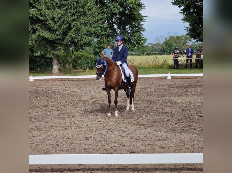 Kuc walijski partbred Klacz 13 lat 145 cm Ciemnokasztanowata in Wusterwitz