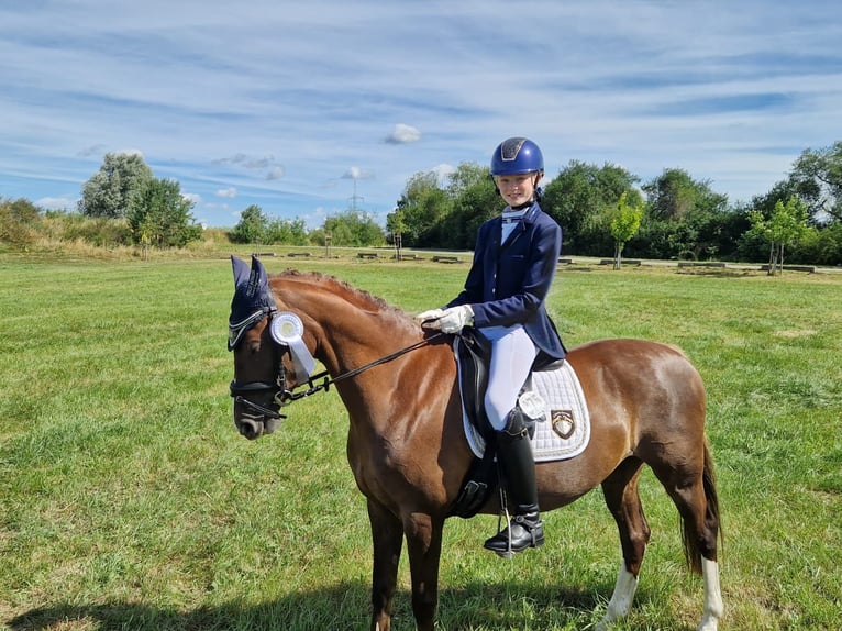 Kuc walijski partbred Klacz 13 lat 145 cm Ciemnokasztanowata in Wusterwitz