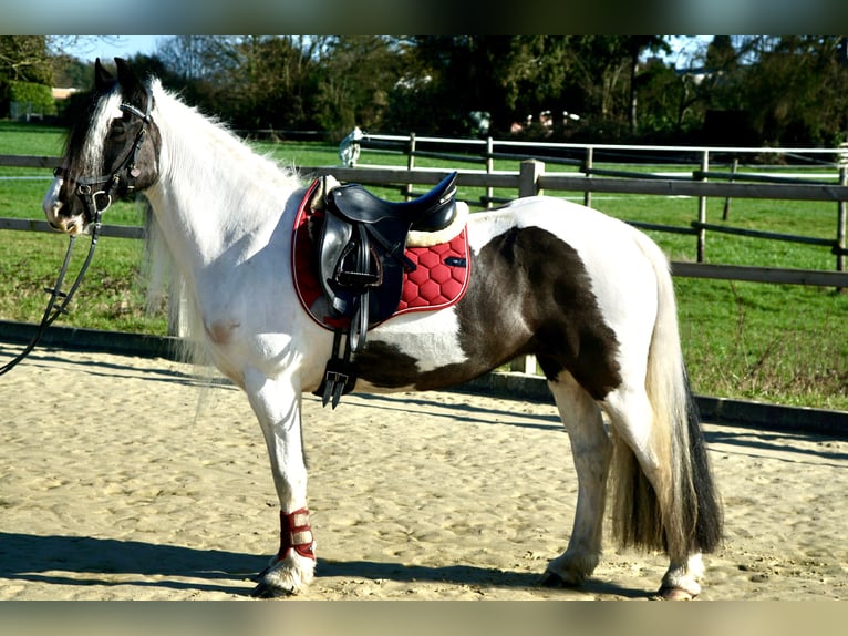 Kuc walijski partbred Klacz 13 lat 146 cm Srokata in Langenfeld