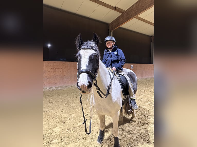 Kuc walijski partbred Klacz 13 lat 146 cm Srokata in Langenfeld