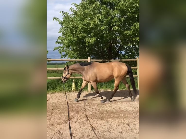 Kuc walijski partbred Klacz 13 lat 151 cm Jelenia in Westhausen