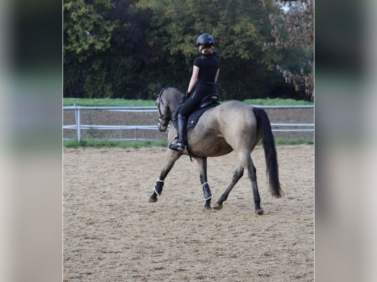Kuc walijski partbred Klacz 13 lat 151 cm Jelenia in Westhausen
