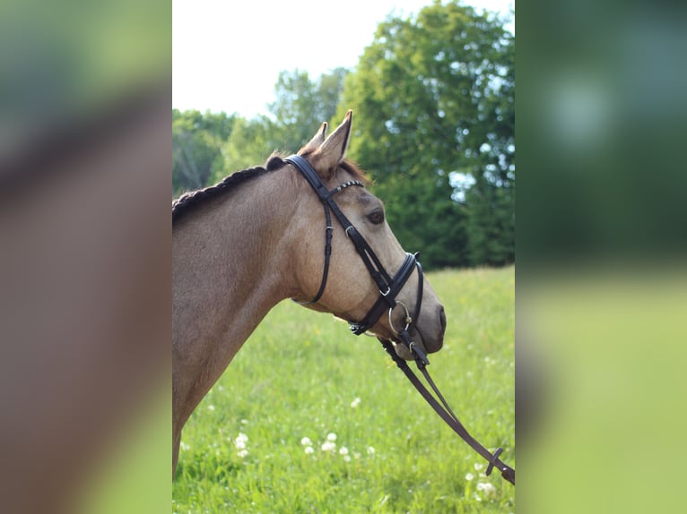 Kuc walijski partbred Klacz 13 lat 151 cm Jelenia in Westhausen
