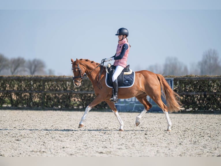 Kuc walijski partbred Klacz 14 lat 144 cm Kasztanowata in Oudkarspel