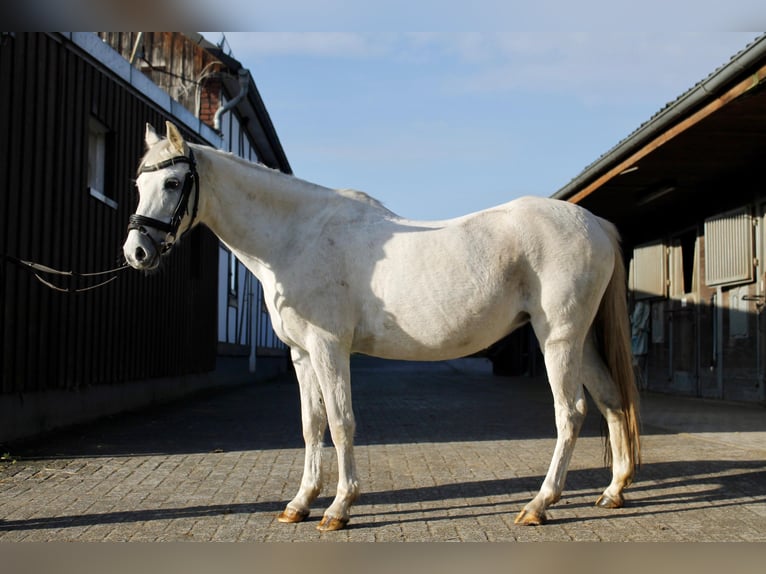 Kuc walijski partbred Klacz 15 lat 130 cm Siwa in Mettmann