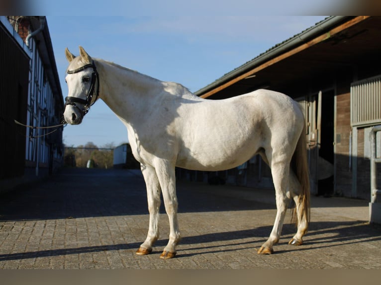 Kuc walijski partbred Klacz 15 lat 130 cm Siwa in Mettmann