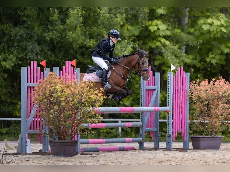 Kuc walijski partbred Klacz 15 lat 138 cm Gniada in Pilsen