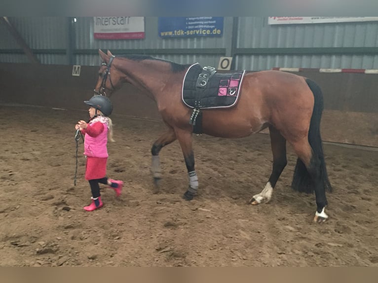 Kuc walijski partbred Klacz 17 lat 153 cm Gniada in Boostedt