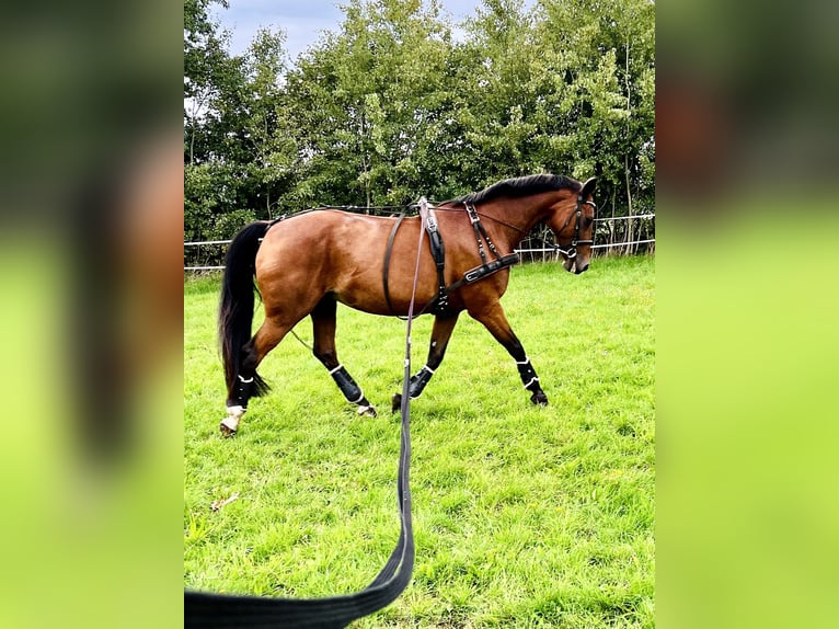 Kuc walijski partbred Klacz 17 lat 153 cm Gniada in Boostedt