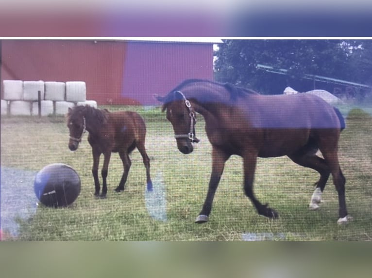 Kuc walijski partbred Klacz 17 lat 153 cm Gniada in Boostedt