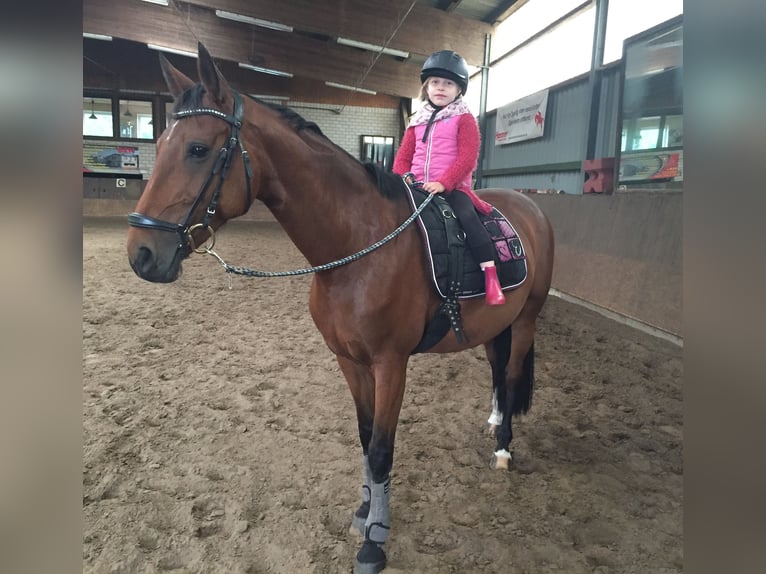 Kuc walijski partbred Klacz 17 lat 153 cm Gniada in Boostedt