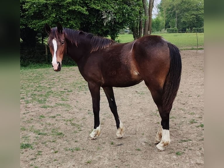 Kuc walijski partbred Klacz 1 Rok 157 cm in FORMENTIN