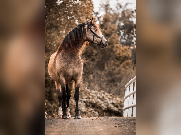 Kuc walijski partbred Mix Klacz 1 Rok 160 cm Bułana in Ruinen
