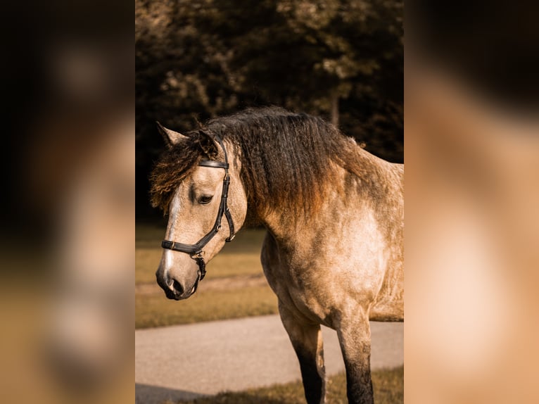 Kuc walijski partbred Mix Klacz 1 Rok 160 cm Bułana in Ruinen