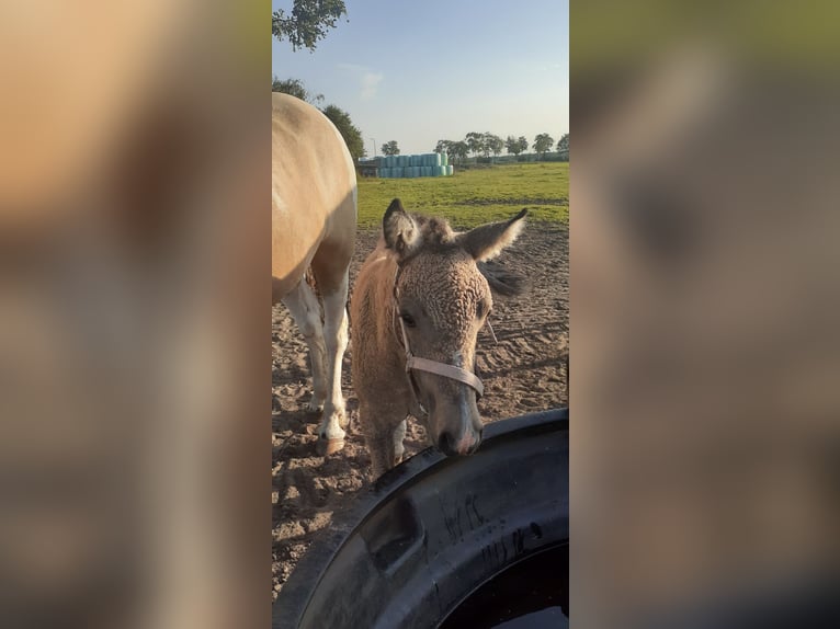Kuc walijski partbred Mix Klacz 1 Rok 160 cm Bułana in Ruinen