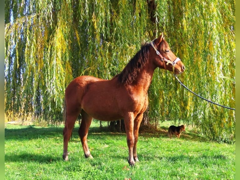 Kuc walijski partbred Klacz 1 Rok Gniada in Šumperk