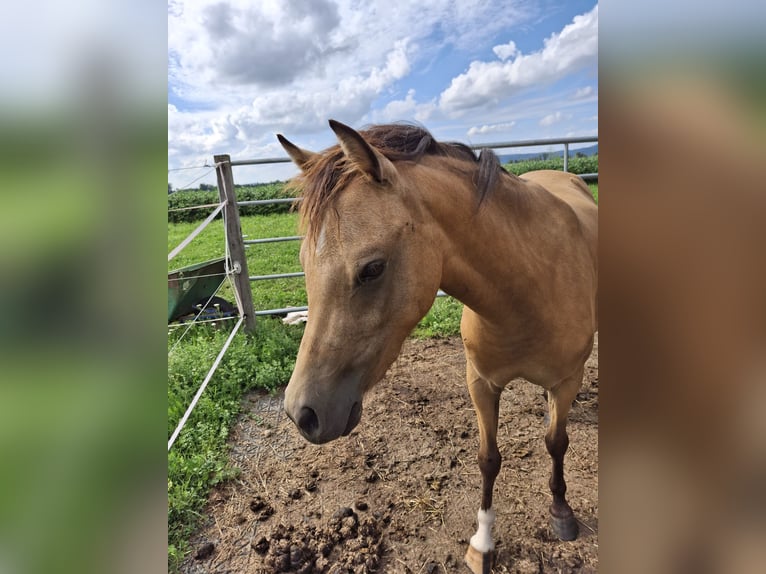 Kuc walijski partbred Klacz 2 lat 125 cm Jelenia in Ranshofen