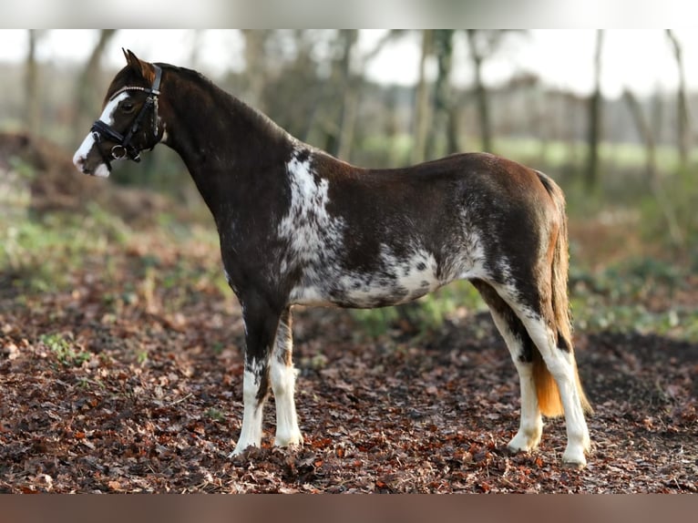 Kuc walijski partbred Klacz 2 lat 126 cm Sabino in Aalten